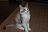 Silver Tortie Tabby & White Female Maine Coon-enya-3-.jpg