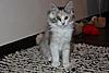 Silver Tortie Tabby & White Female Maine Coon-enya-4-.jpg