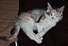 Silver Tortie Tabby & White Female Maine Coon-enya-5-.jpg