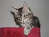 Maine Coon kitten for sale-p5120096.jpg