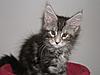 Maine Coon kitten for sale-p5120013.jpg