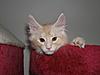 Maine Coon kitten for sale-p5120086a.jpg