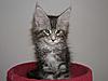 Maine Coon kitten for sale-p5180006a.jpg