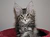 Maine Coon kitten for sale-p5180027a.jpg