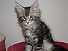 Maine Coon kitten for sale-p5180028a.jpg