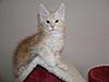 Maine Coon kitten for sale-p5180056a.jpg