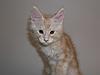 Maine Coon kitten for sale-p5180057a.jpg