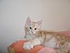Maine Coon kitten for sale-p5180086a.jpg