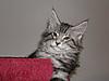 Maine Coon kitten for sale-p5180145a.jpg