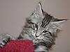 Maine Coon kitten for sale-p5180148a.jpg