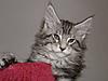 Maine Coon kitten for sale-p5180149a.jpg
