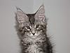 Maine Coon kitten for sale-p5260142.jpg