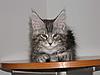 Maine Coon kitten for sale-p5260149.jpg