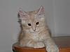 Maine Coon kitten for sale-p5260079a.jpg