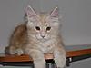 Maine Coon kitten for sale-p5260119a.jpg
