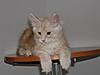 Maine Coon kitten for sale-p5260121a.jpg