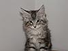 Maine Coon kitten for sale-p5260041.jpg