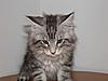 Maine Coon kitten for sale-p5260045.jpg