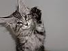 Maine Coon kitten for sale-p5260056.jpg