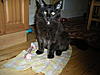 Raw Feeding Corner-dscn1757.jpg