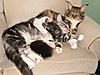 Orijen Cat Food-maisie-teddy-chair-2-12sep2010.jpg