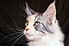 RO*Phoenix's Cats-joop_15.jpg