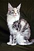 RO*Phoenix's Cats-joop_5.jpg