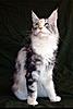 RO*Phoenix's Cats-joop_14.jpg