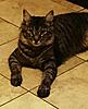 Maine coon female 9 months old-_20150610_101745.jpg