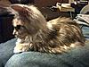 Maine Coon not putting on weight-martha1.jpg