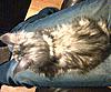 Maine Coon not putting on weight-martha2.jpg