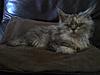 Maine Coon not putting on weight-martha1.jpg