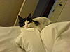 Kitten not Eating and Sleeping All Day-dsc00681.jpg