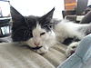 Kitten not Eating and Sleeping All Day-dsc00650.jpg