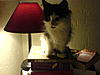 Kitten not Eating and Sleeping All Day-dsc00654.jpg