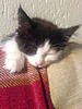 Kitten not Eating and Sleeping All Day-dsc00687.jpg