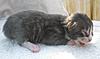 My Weight Chart for Mainecoon Kittens-tj1.jpg