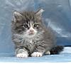 My Weight Chart for Mainecoon Kittens-tj6.jpg