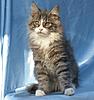My Weight Chart for Mainecoon Kittens-tj7.jpg
