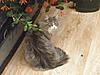 My Weight Chart for Mainecoon Kittens-tj9.jpg