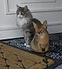 My Weight Chart for Mainecoon Kittens-tj10.jpg
