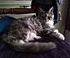 Maine Coon not putting on weight-martha2702a.jpg