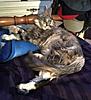 Maine Coon not putting on weight-martha2702c.jpg