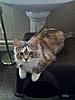 Maine Coon not putting on weight-martha2702d.jpg