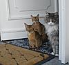 My Weight Chart for Mainecoon Kittens-tj11.jpg