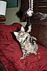 New Kitten - throwing up today, no appetite -- what to do?-bizzee-toy.jpg
