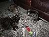 New Kitten - throwing up today, no appetite -- what to do?-cats.jpg