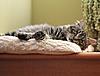 Click image for larger version. 

Name:	kitten pillow.jpg 
Views:	12 
Size:	73.1 KB 
ID:	6465