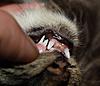 MC Kitten with Retained Baby Teeth / Dental issues?-tootie-teeth-1.jpg