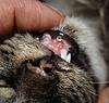 MC Kitten with Retained Baby Teeth / Dental issues?-tootie-teeth-2.jpg